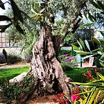 My Mesudiye (Datca)