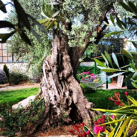 My ميسوديه